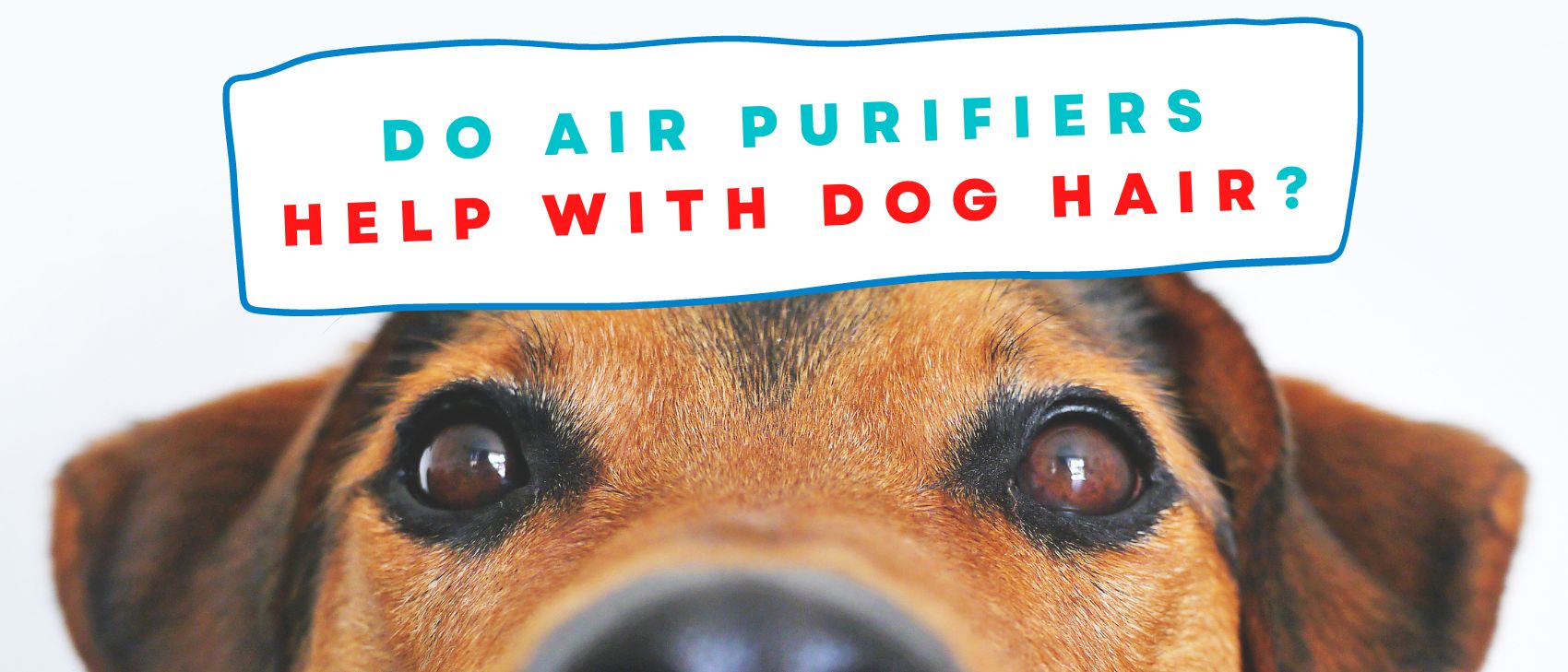 Do Air Purifiers Help with Dog Hair?